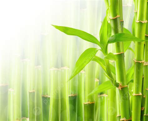 建物結構圖 竹子生長方式